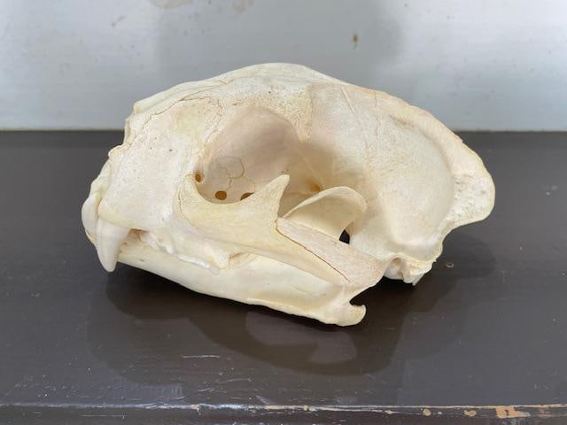 Huge MOUNTAIN LION or COUGAR Skull - 5