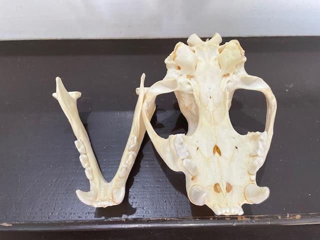 Huge MOUNTAIN LION or COUGAR Skull - 6