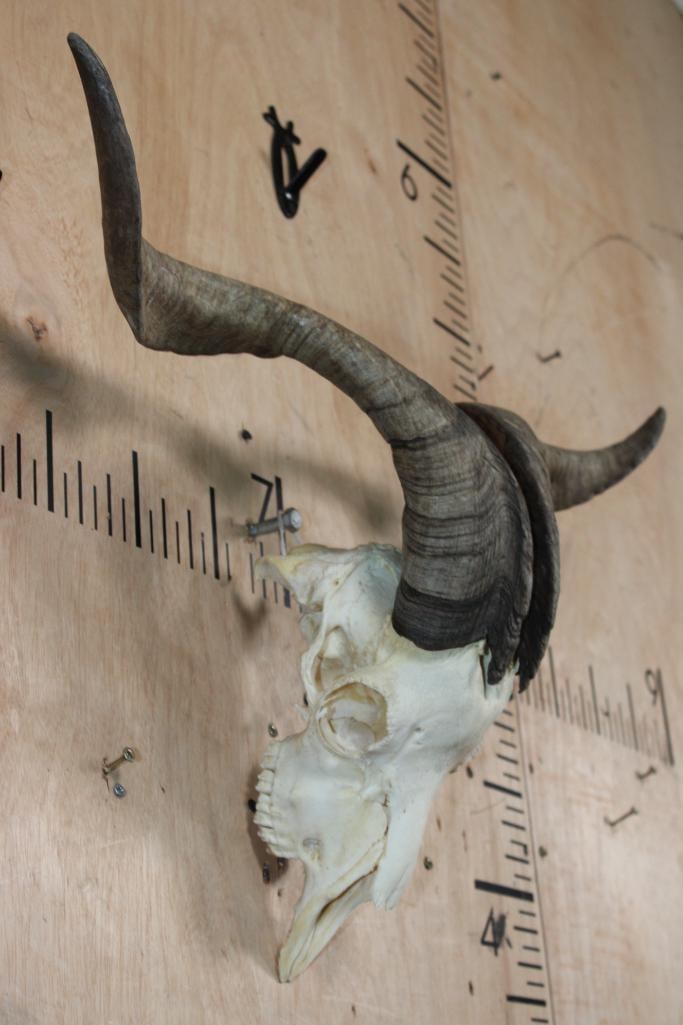 CATALINA GOAT Skull with Removable Horns - 2