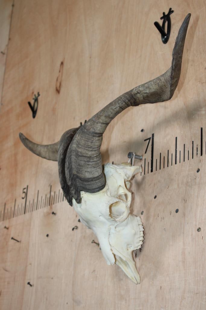 CATALINA GOAT Skull with Removable Horns - 3