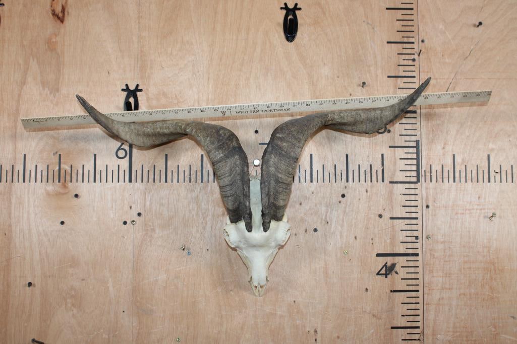 CATALINA GOAT Skull with Removable Horns - 4