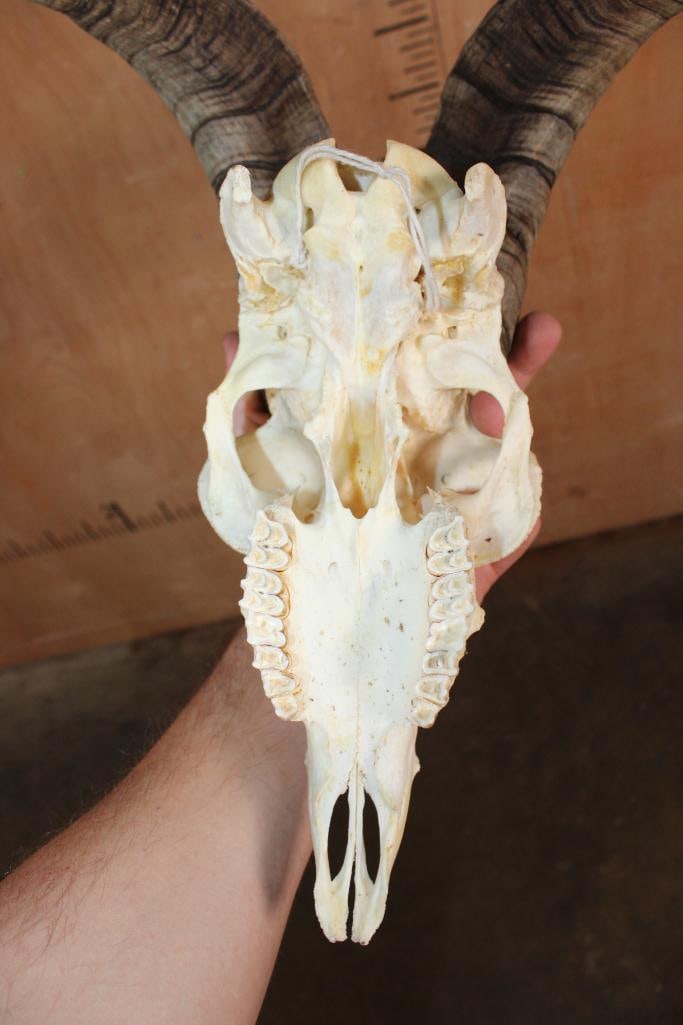 CATALINA GOAT Skull with Removable Horns - 5