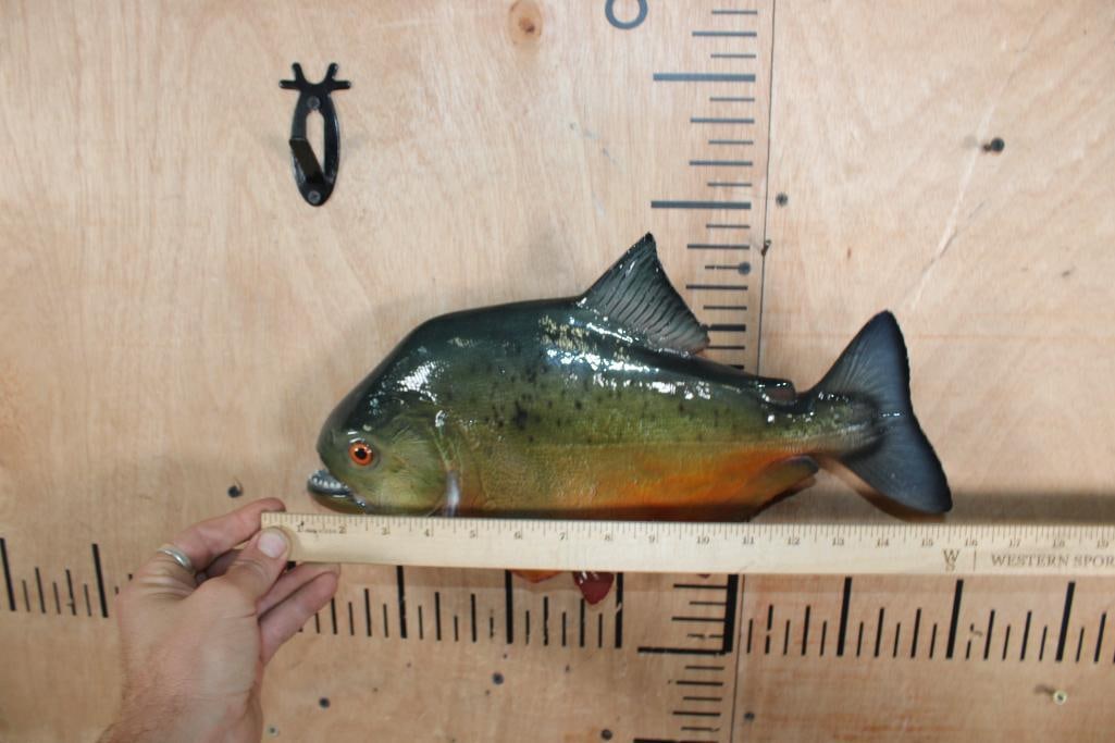 Big Reproduction PIRANHA Fish Mount - 2