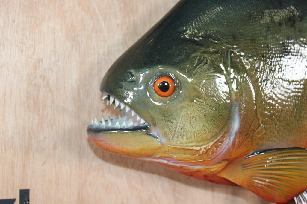 Big Reproduction PIRANHA Fish Mount - 3