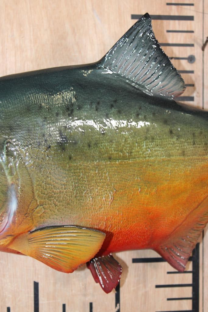 Big Reproduction PIRANHA Fish Mount - 4