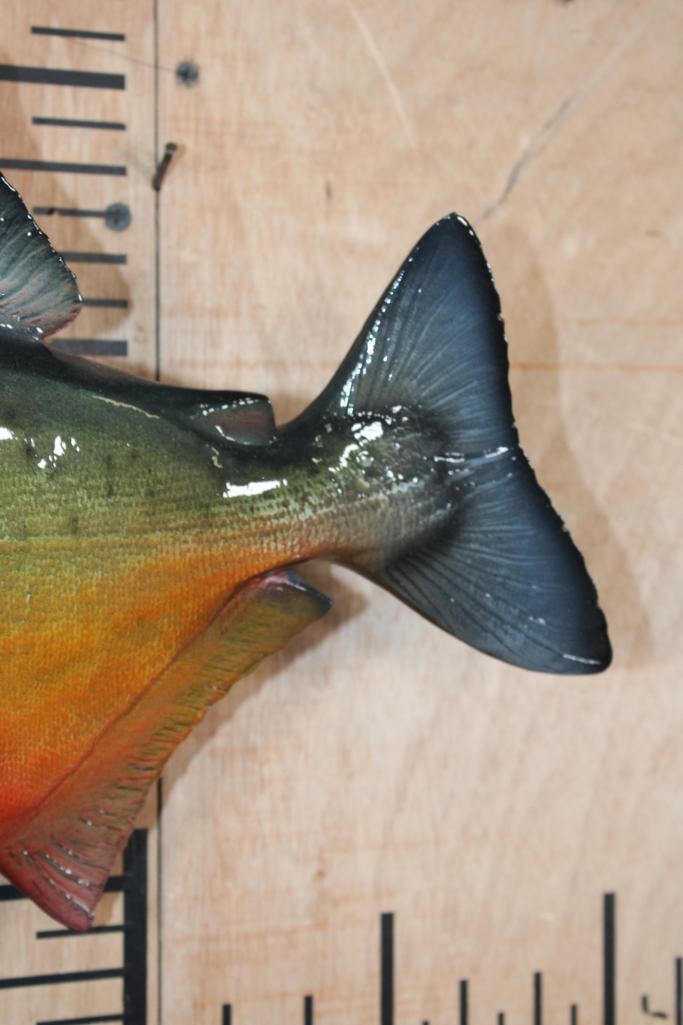 Big Reproduction PIRANHA Fish Mount - 5