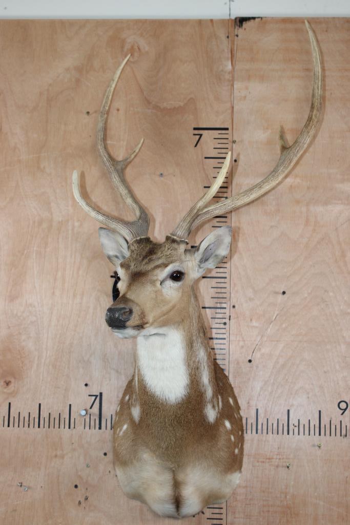 6-Point AXIS DEER Shoulder Mount - 2