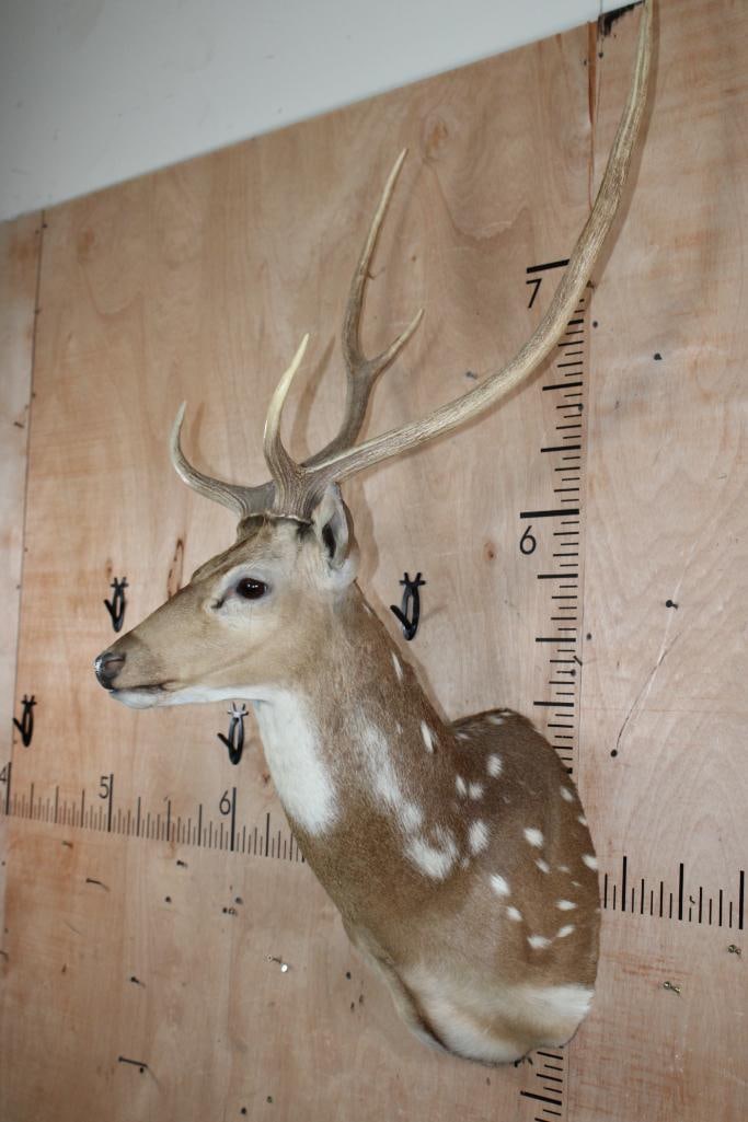 6-Point AXIS DEER Shoulder Mount - 3