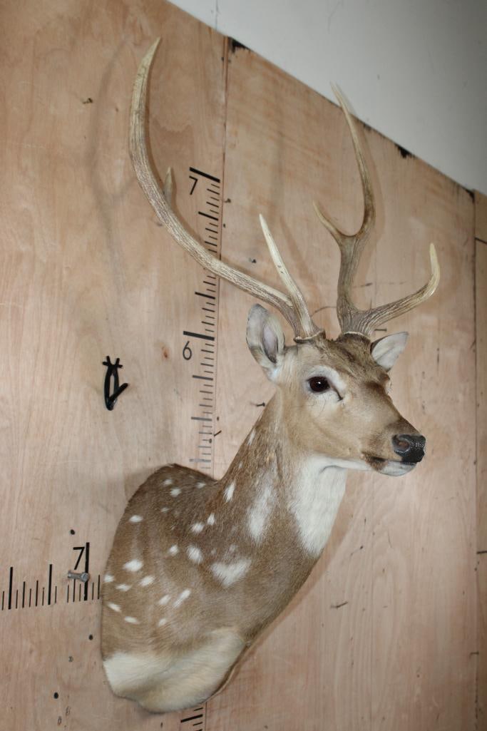 6-Point AXIS DEER Shoulder Mount - 4