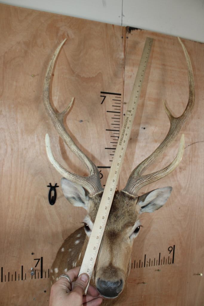6-Point AXIS DEER Shoulder Mount - 5