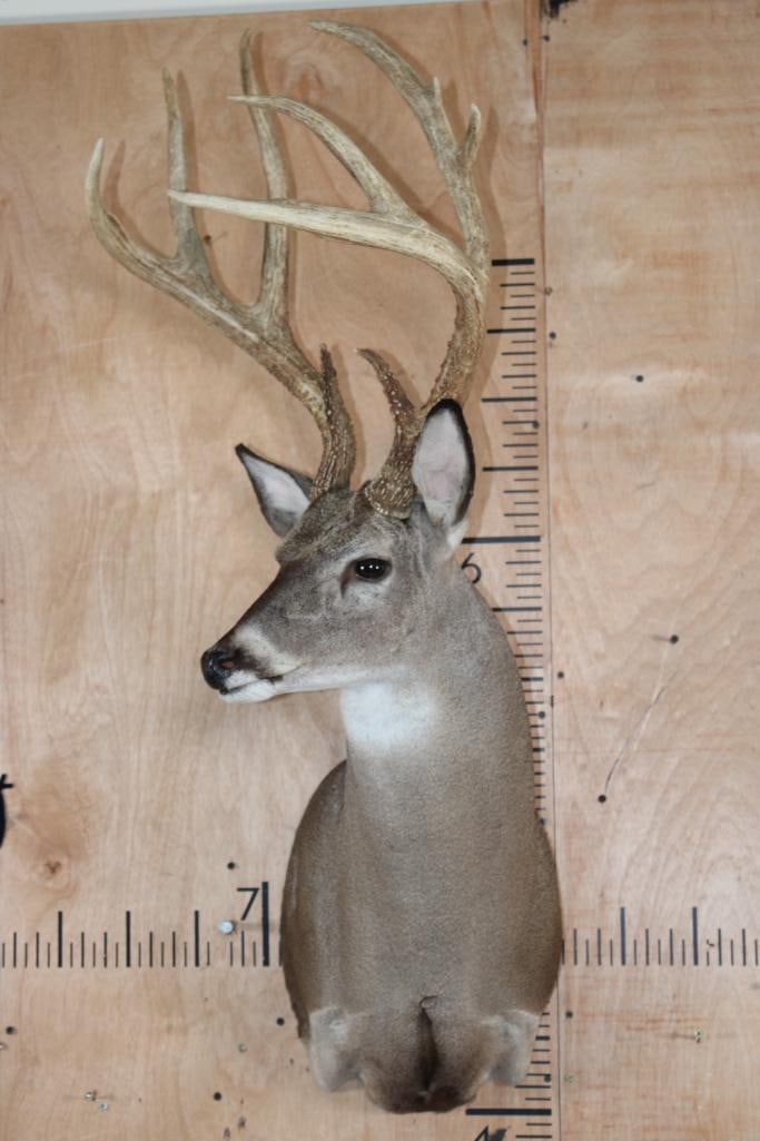 9-Point WHITETAIL DEER Shoulder Mount - 2