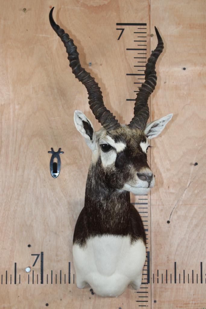 BLACKBUCK Shoulder Mount - 2