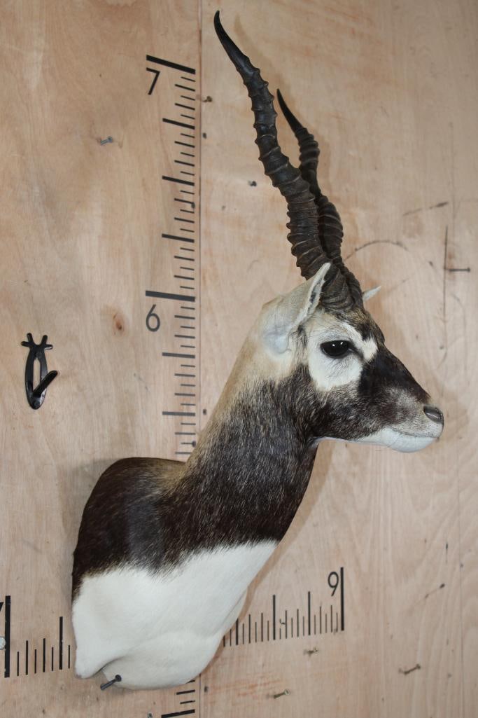 BLACKBUCK Shoulder Mount - 3