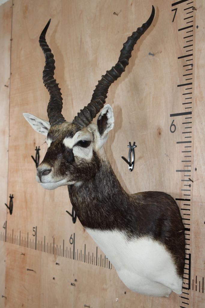 BLACKBUCK Shoulder Mount - 4