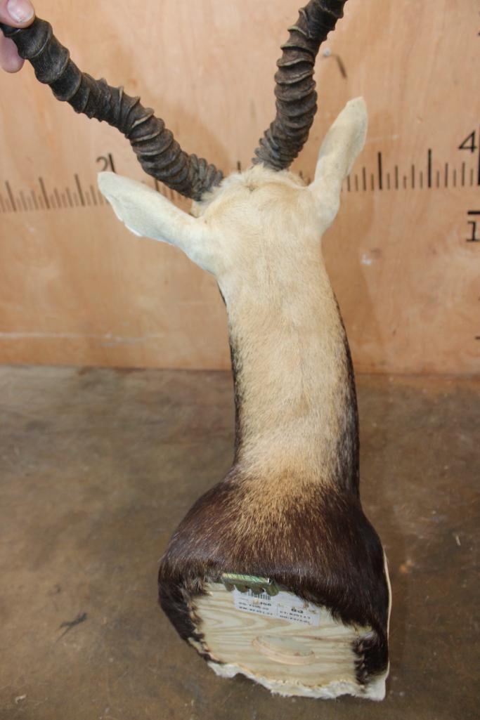 BLACKBUCK Shoulder Mount - 5