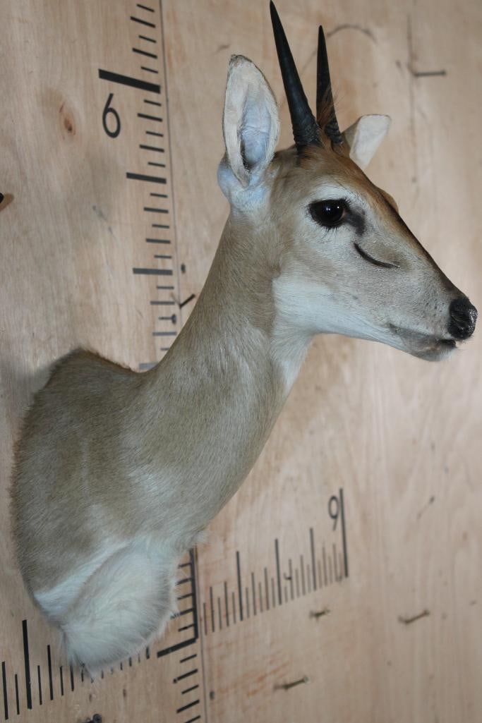 COMMON DUIKER Shoulder Mount - 2