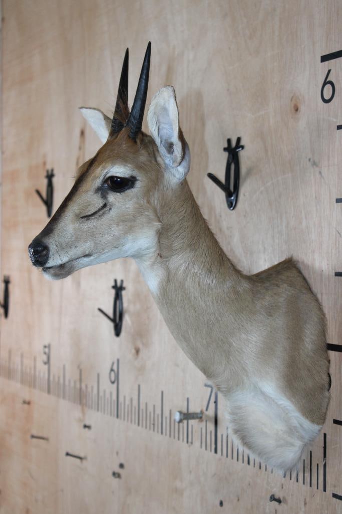 COMMON DUIKER Shoulder Mount - 3