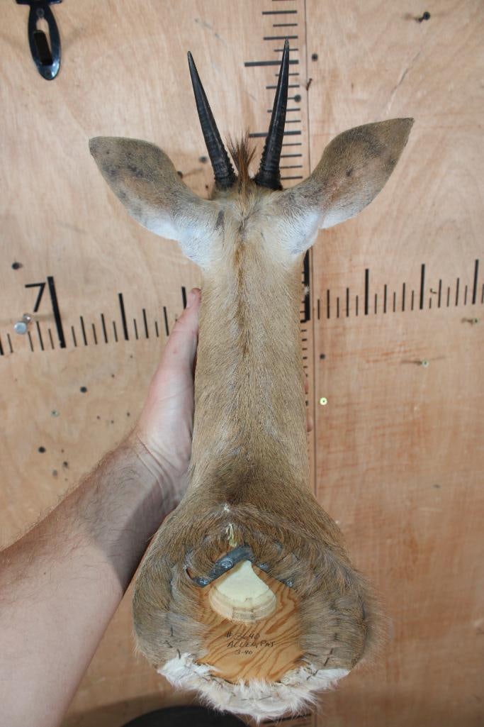 COMMON DUIKER Shoulder Mount - 5