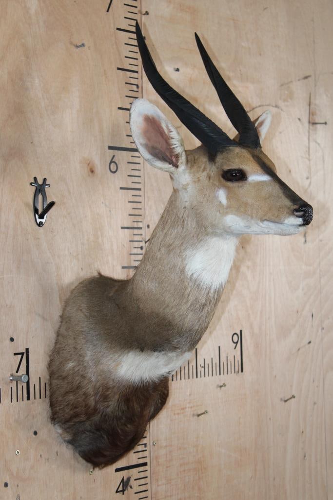 BUSHBUCK Shoulder Mount - 2