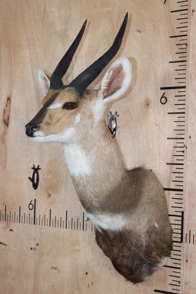 BUSHBUCK Shoulder Mount - 3