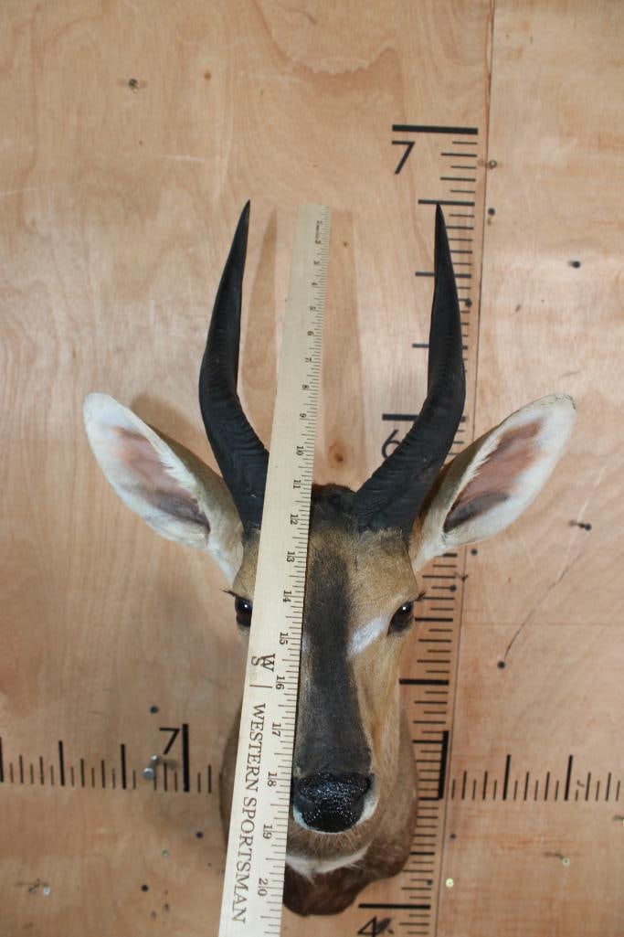 BUSHBUCK Shoulder Mount - 5