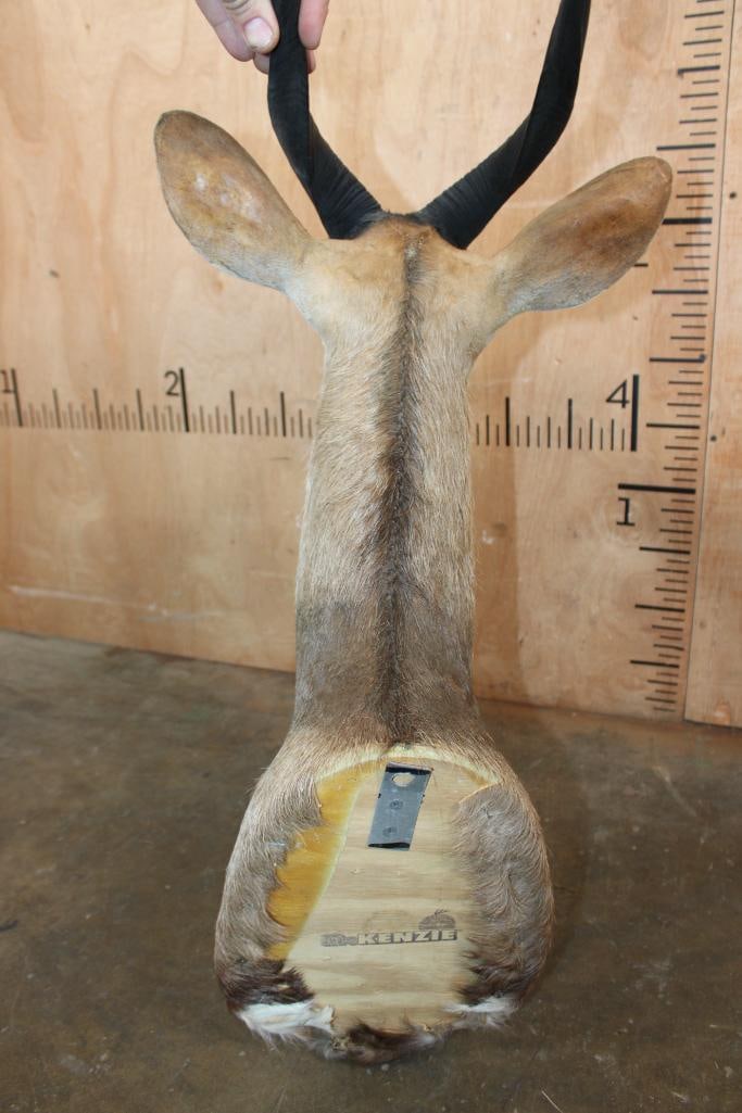 BUSHBUCK Shoulder Mount - 6
