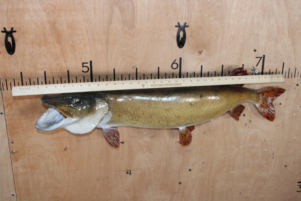 Big *Real Skin* TIGER MUSKELLUNGE or TIGER MUSKY Fish Mount - 2