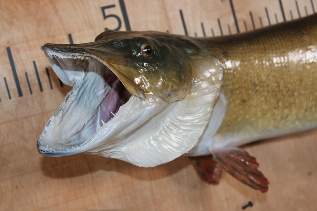 Big *Real Skin* TIGER MUSKELLUNGE or TIGER MUSKY Fish Mount - 3