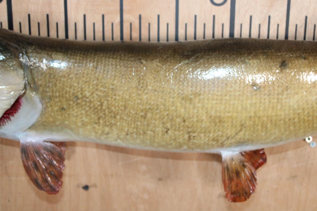 Big *Real Skin* TIGER MUSKELLUNGE or TIGER MUSKY Fish Mount - 4