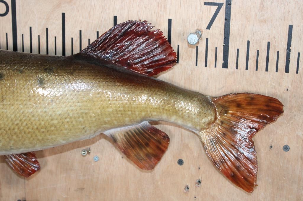 Big *Real Skin* TIGER MUSKELLUNGE or TIGER MUSKY Fish Mount - 5