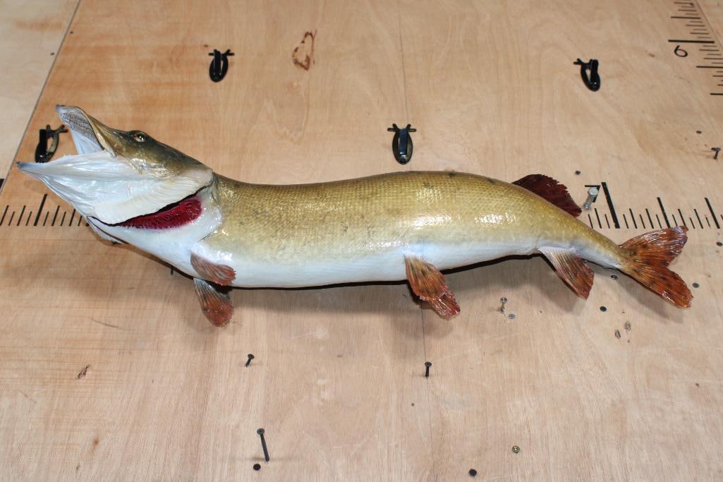 Big *Real Skin* TIGER MUSKELLUNGE or TIGER MUSKY Fish Mount - 6