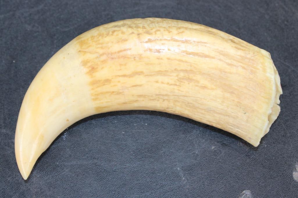 Antique SPERM WHALE Tooth - 2