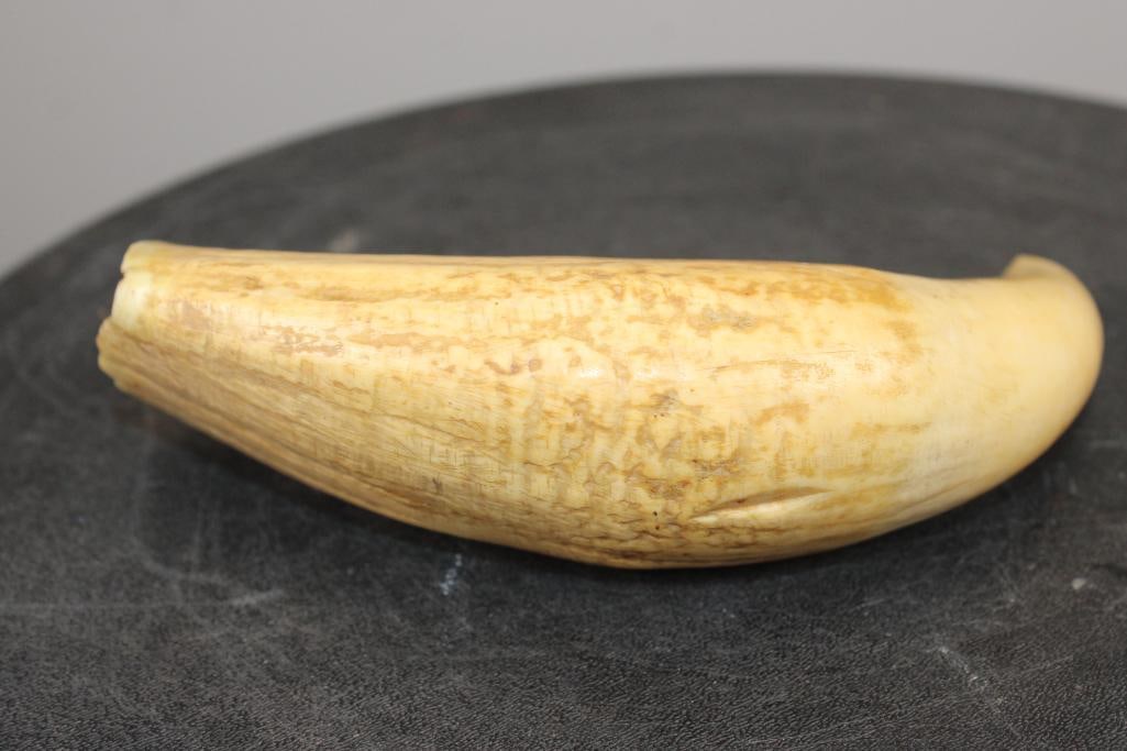 Antique SPERM WHALE Tooth - 3