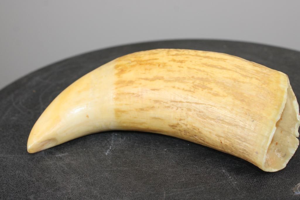 Antique SPERM WHALE Tooth - 4