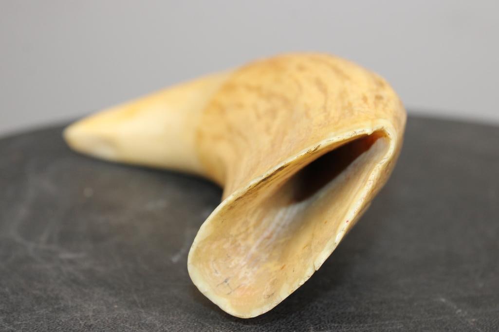 Antique SPERM WHALE Tooth - 5