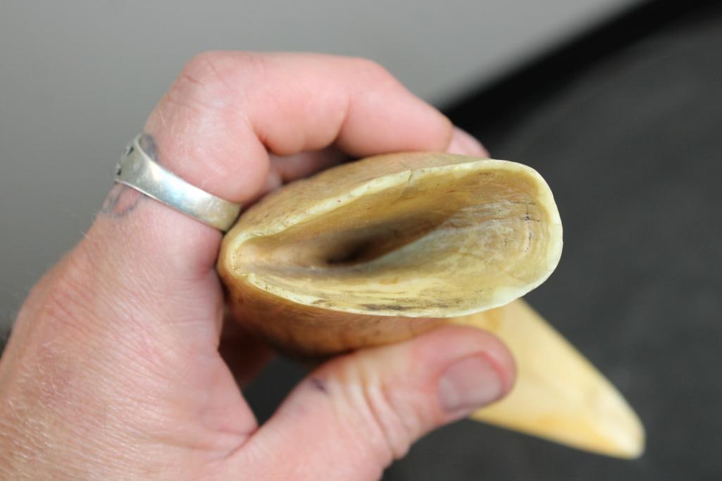 Antique SPERM WHALE Tooth - 6