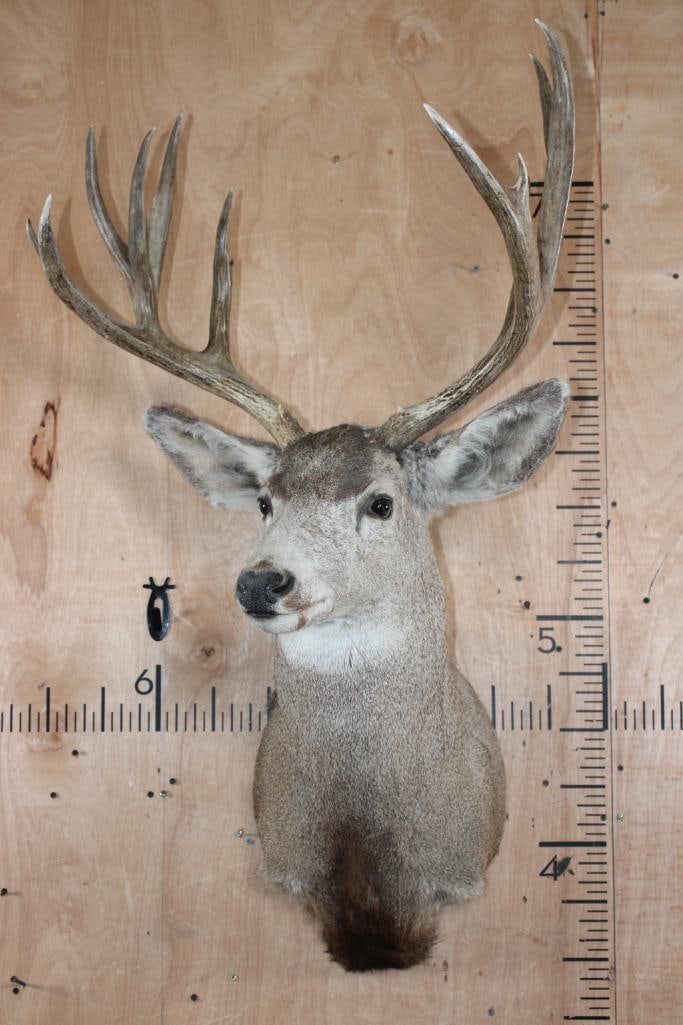 Big 12-Point MULE DEER Shoulder Mount - 2