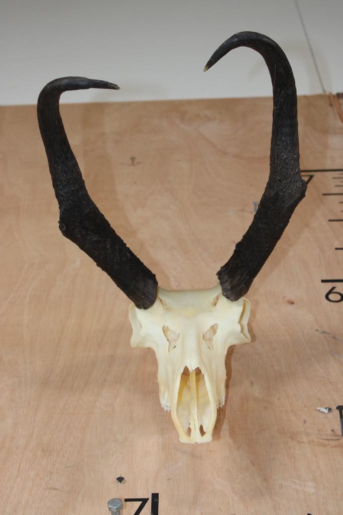 Massive PRONGHORN Skull with All its Teeth: Massive PRONGHORN Skull with All its Teeth. The Horns measure 16.25" and 15 7/8" Long! TAXIDERMY SKULLS 
