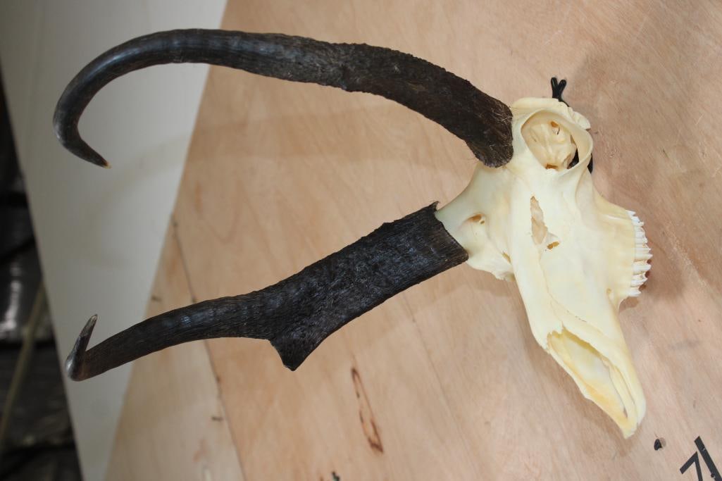 Massive PRONGHORN Skull with All its Teeth - 2