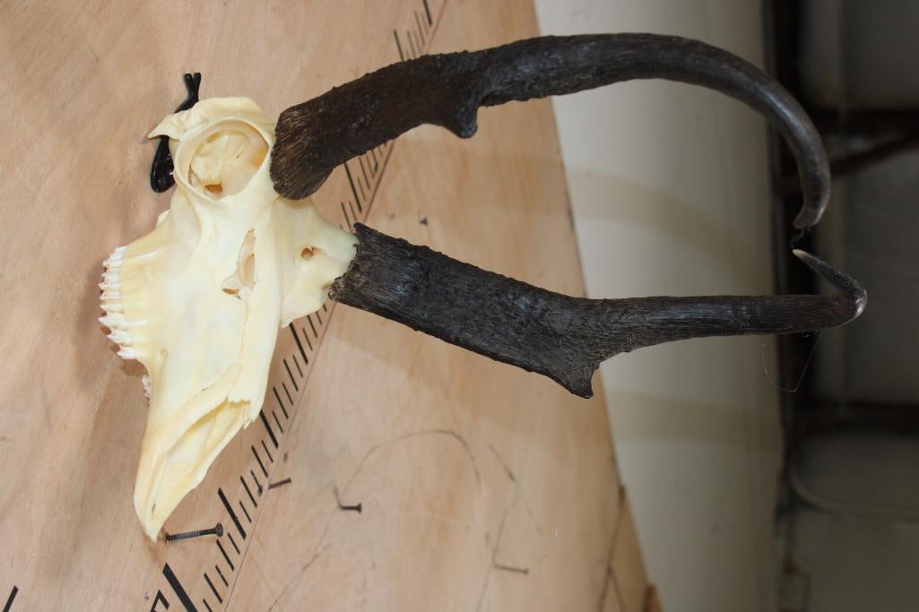 Massive PRONGHORN Skull with All its Teeth - 3