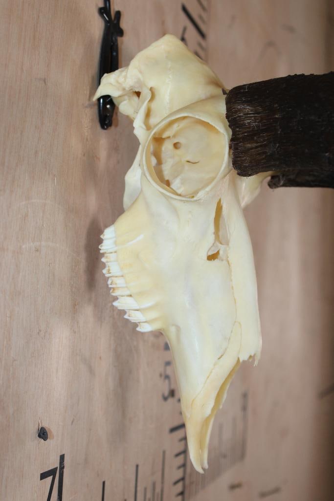 Massive PRONGHORN Skull with All its Teeth - 4