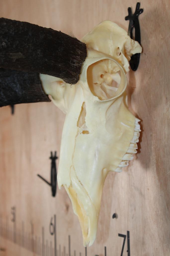 Massive PRONGHORN Skull with All its Teeth - 5
