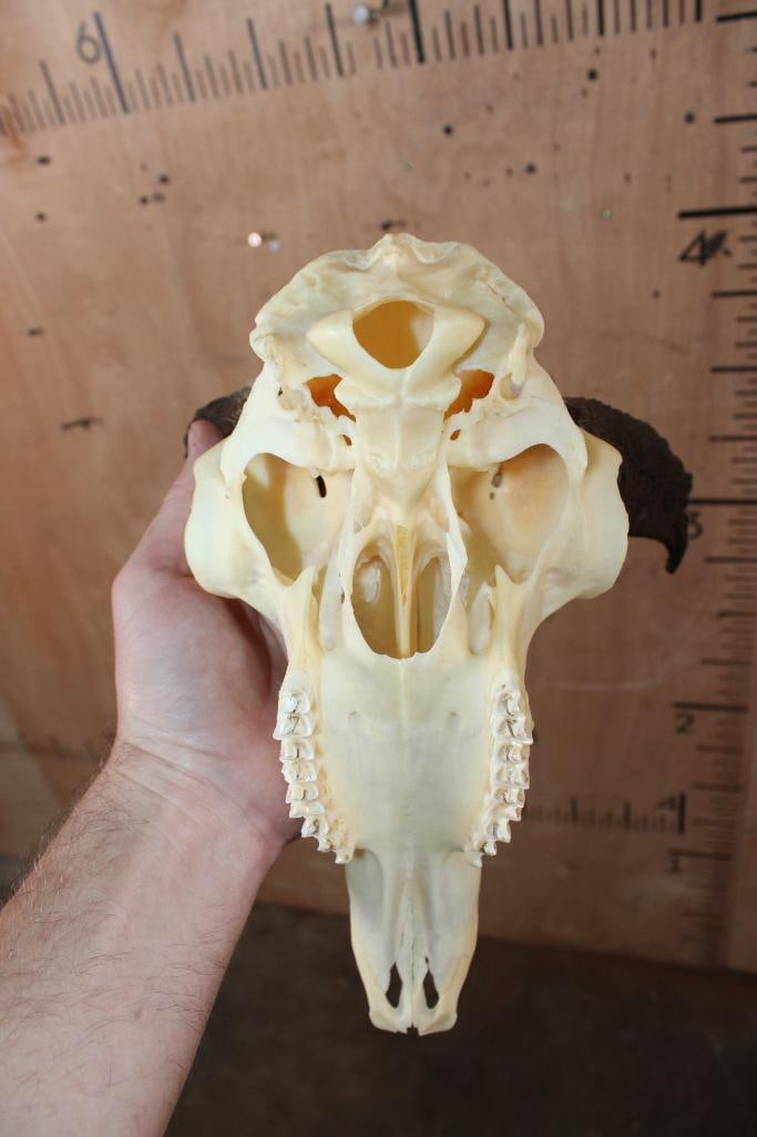 Massive PRONGHORN Skull with All its Teeth - 6