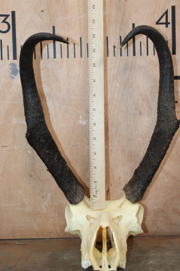 Massive PRONGHORN Skull with All its Teeth - 7