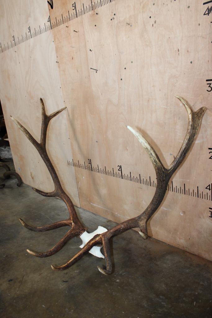 Big 12-Point ELK Antler Rack on Skull Cap - 2
