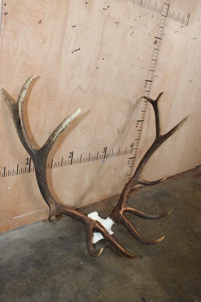 Big 12-Point ELK Antler Rack on Skull Cap - 3