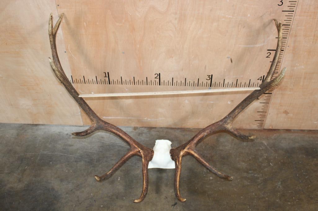 Big 12-Point ELK Antler Rack on Skull Cap - 4