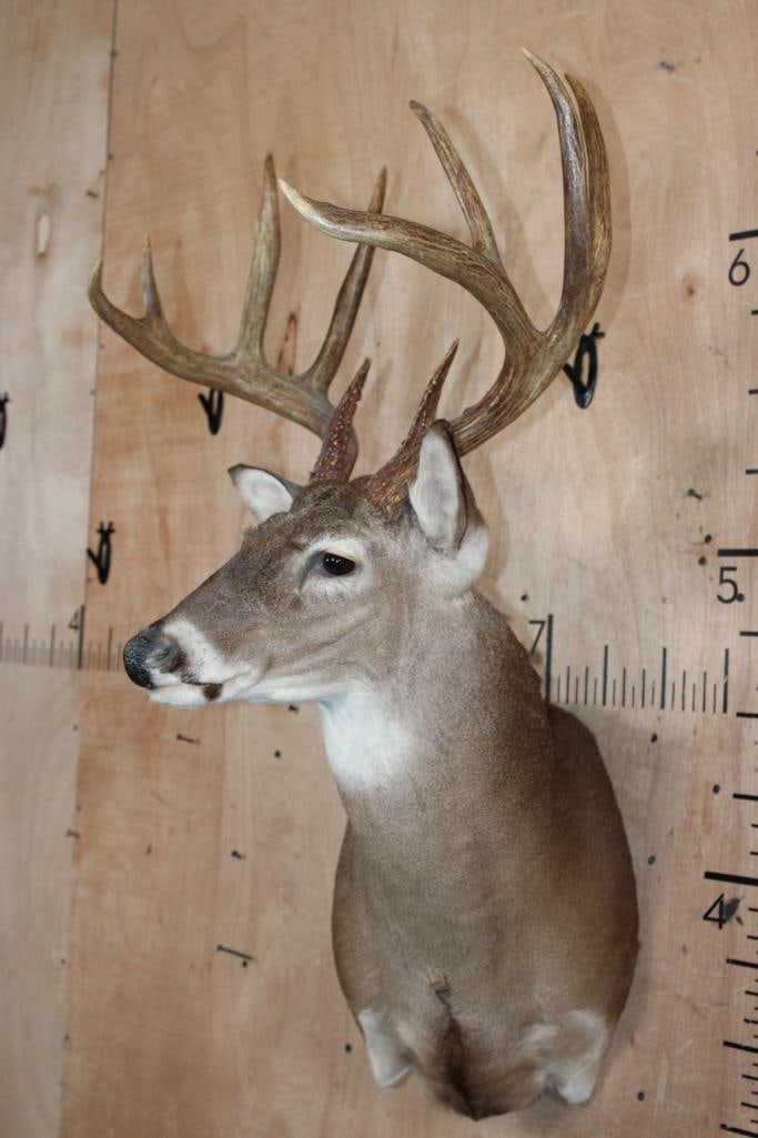10-Point WHITETAIL DEER Wall Pedestal Mount - 2