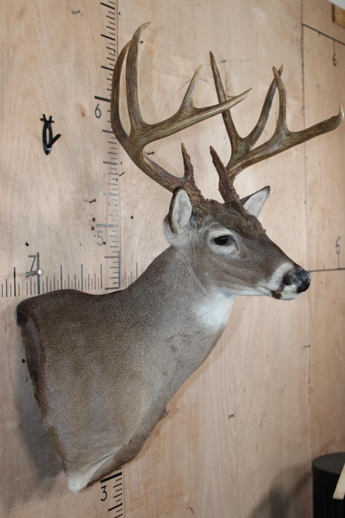 10-Point WHITETAIL DEER Wall Pedestal Mount - 3