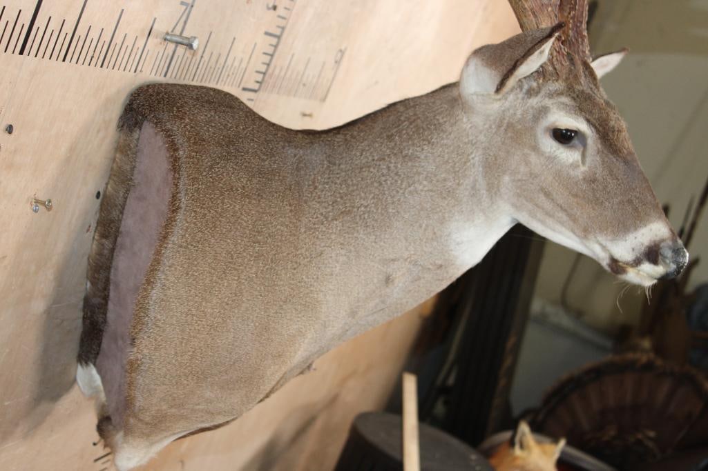 10-Point WHITETAIL DEER Wall Pedestal Mount - 4